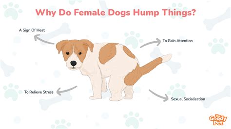 dog hump girl|What Does It Mean When A Female Dog Humps You